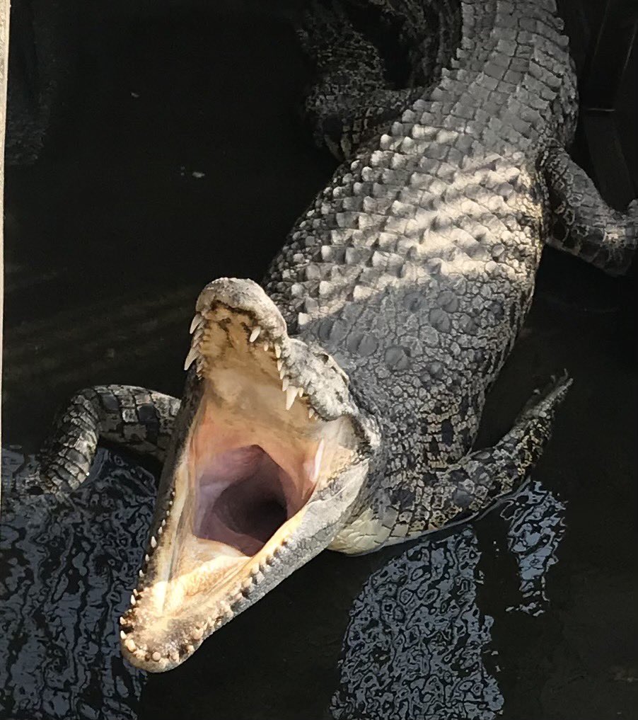 🐊ワニ倶楽部:菅原🐊 tweet media