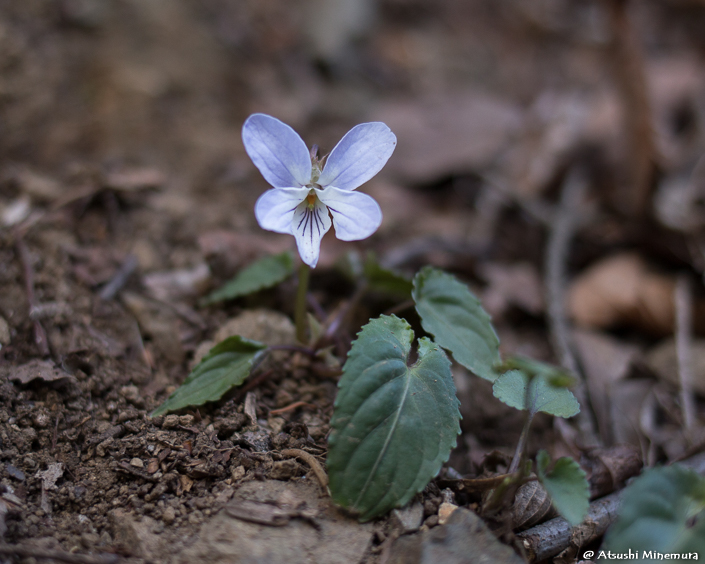 植物が好きな登山ガイド tweet media