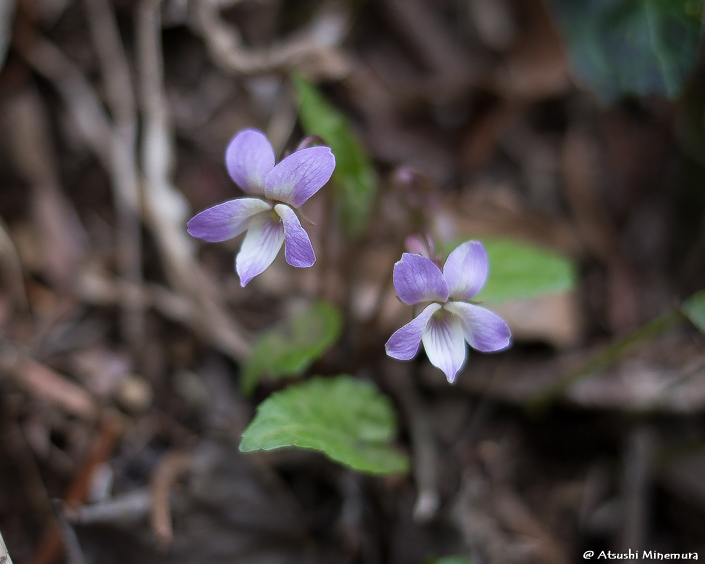 植物が好きな登山ガイド tweet media