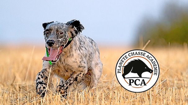 planetechasse's tweet photo. 💡Dans ce nouveau module gratuit de la Planète Chasse Académie, vous apprendrez à faire le bon diagnostic sur les erreurs de votre chien d'arrêt. https://t.co/Psd3DMSRtM https://t.co/IGGPAQcXdS