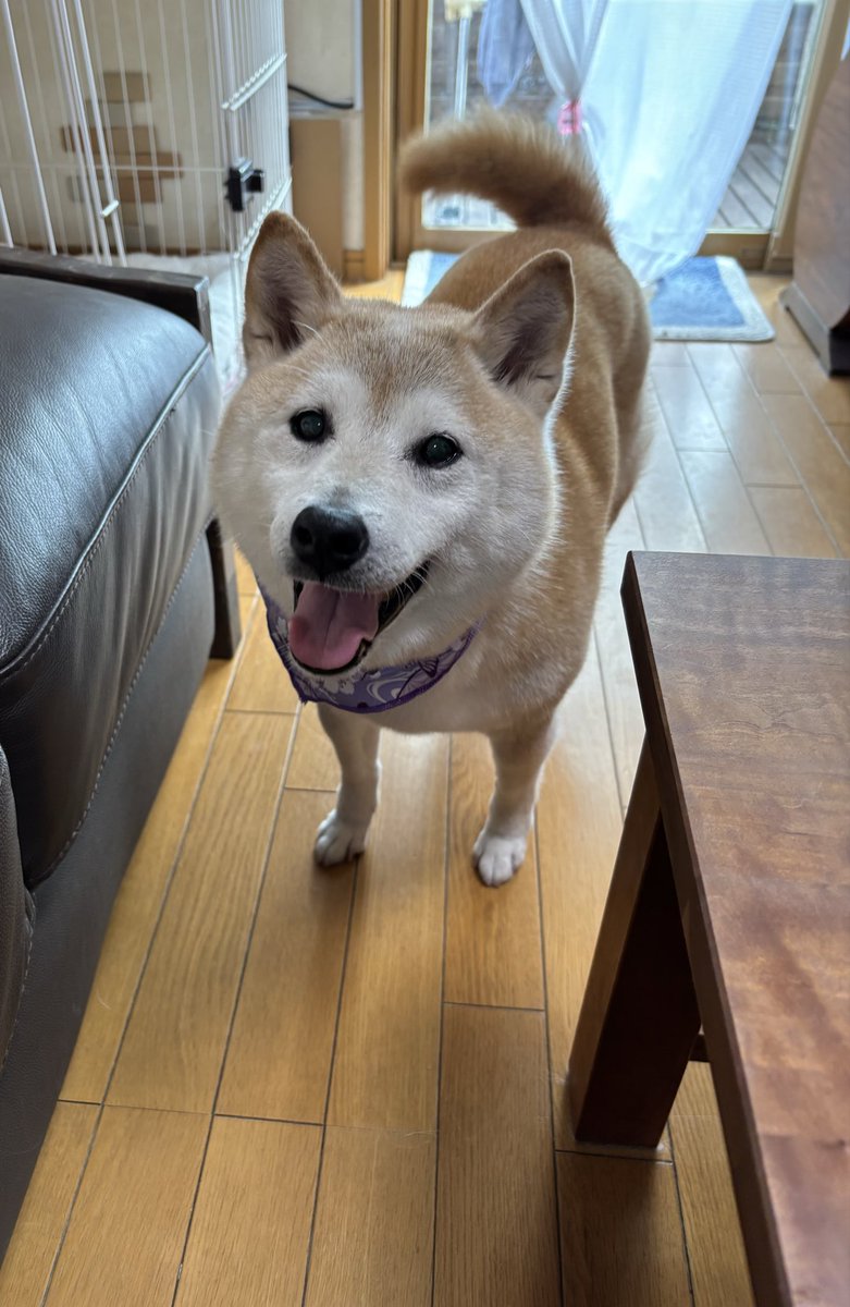 sibachanMoMo's tweet photo. 13歳と8か月
若いって言われます🐕 https://t.co/tOohenqjzH