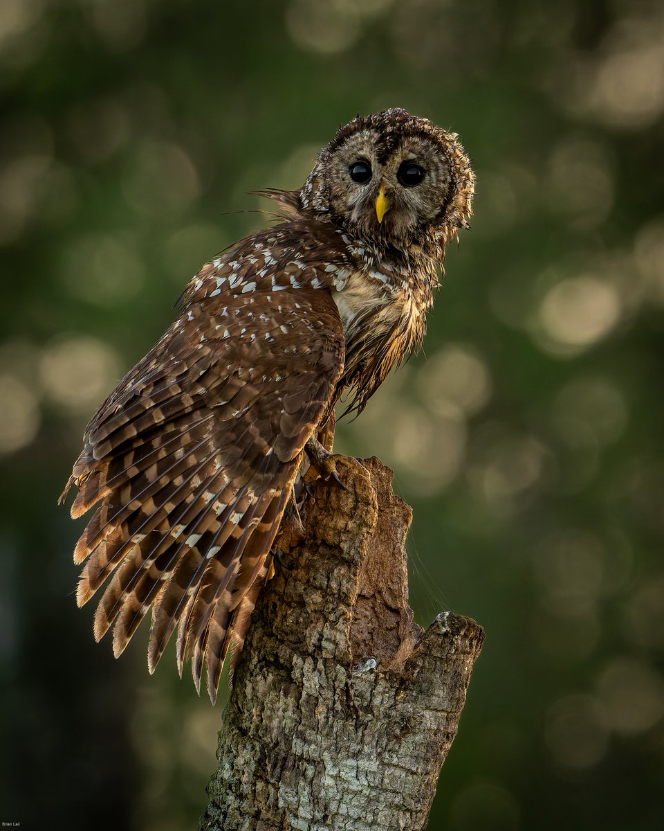 Brian ☀️🌏🌘 tweet media