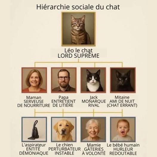 les Potichats de Jeanne Kerjean 😺😺🌟🌟 tweet media