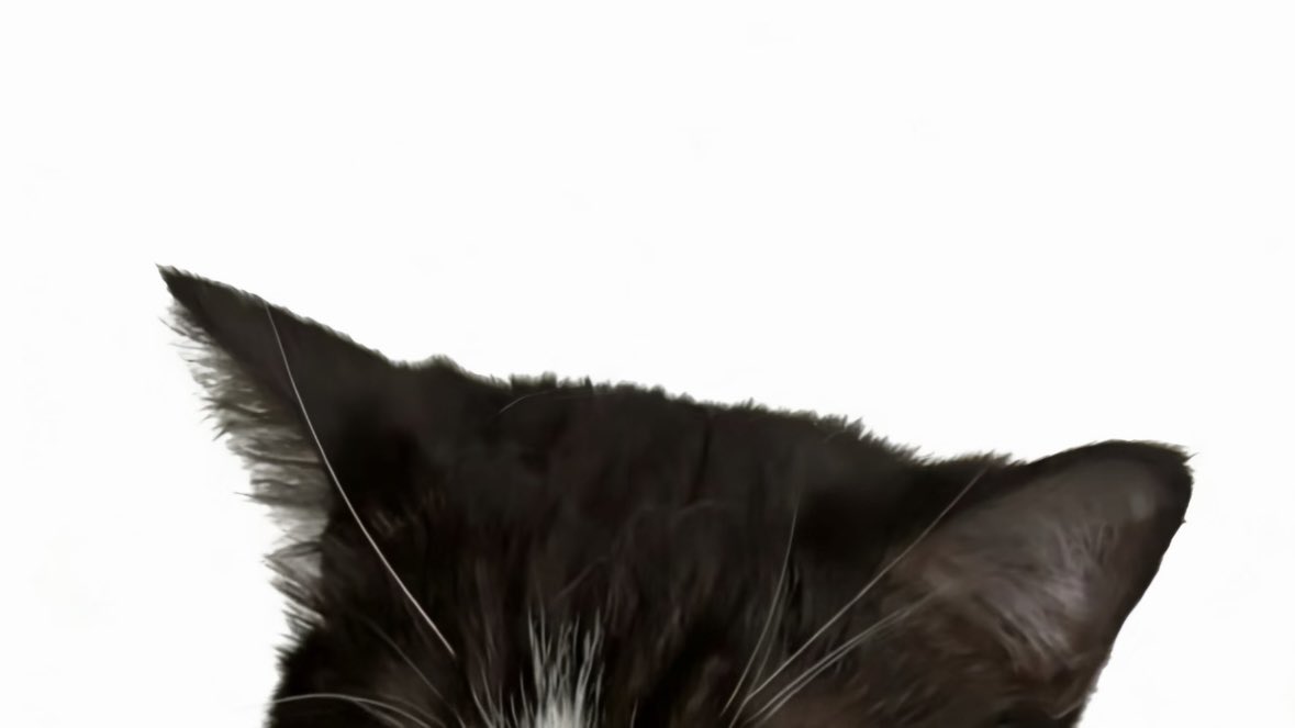 kangizhere's tweet photo. Black Cat🐈‍⬛🖤

#있지 #ITZY #예지 #YEJI https://t.co/4jblDl12VQ