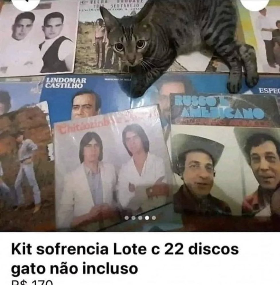 gatos fazendo gatices tweet media