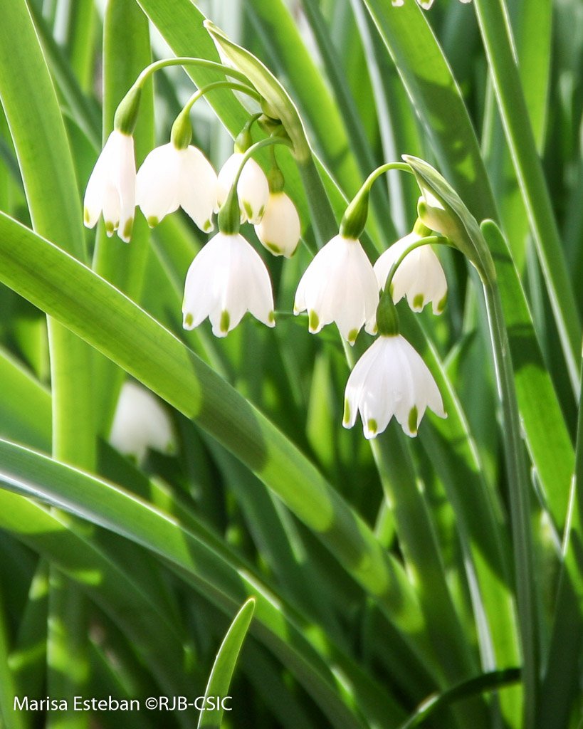 RJBOTANICO's tweet photo. A pocos días de la ansiada primavera, florece la campanilla de verano (Leucojum aestivum). Con sus flores blancas, colgantes y delicadamente punteadas de verde parecen extraídas de un  cuento hadas. https://t.co/Ydy0ySAmih