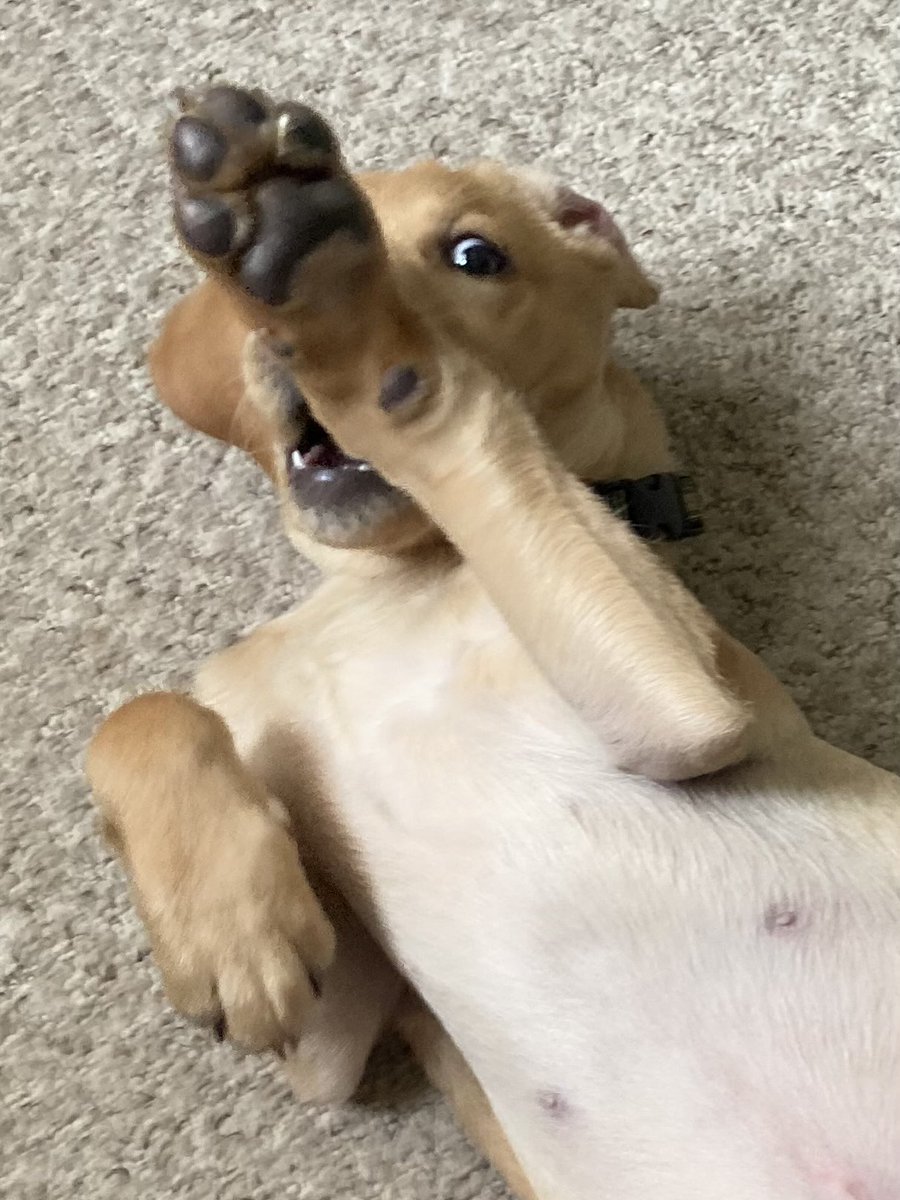 Tanya 🌊☀️🦮👣 〓〓 tweet media