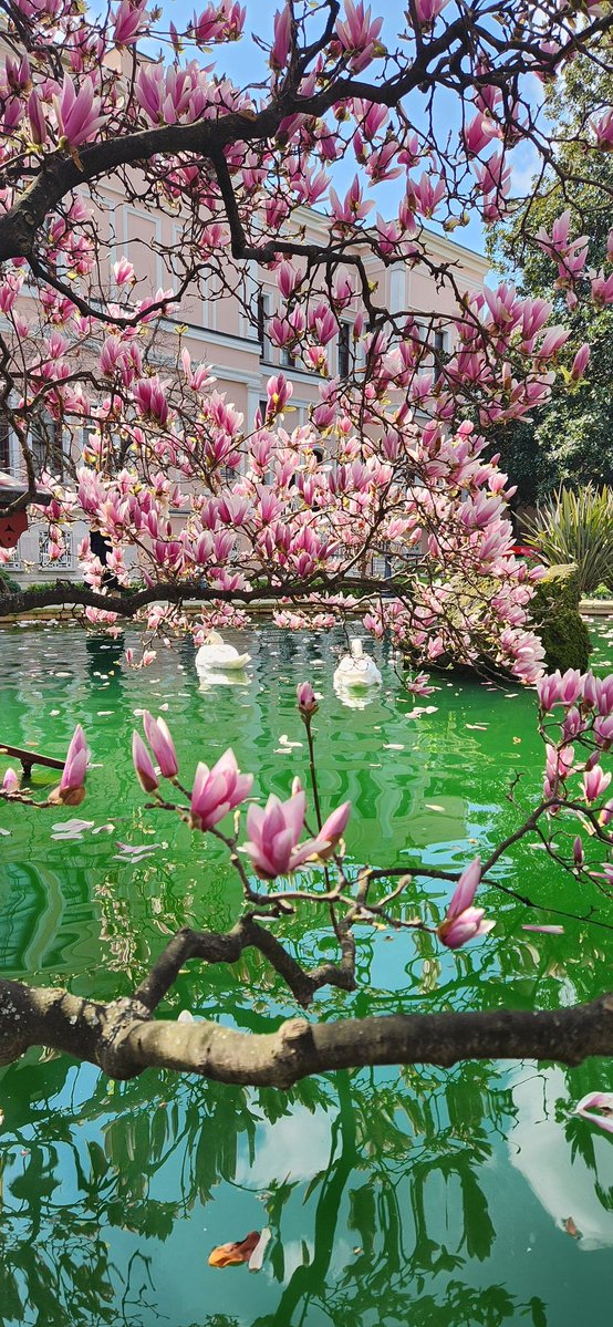 ey_79's tweet image. #kuğu