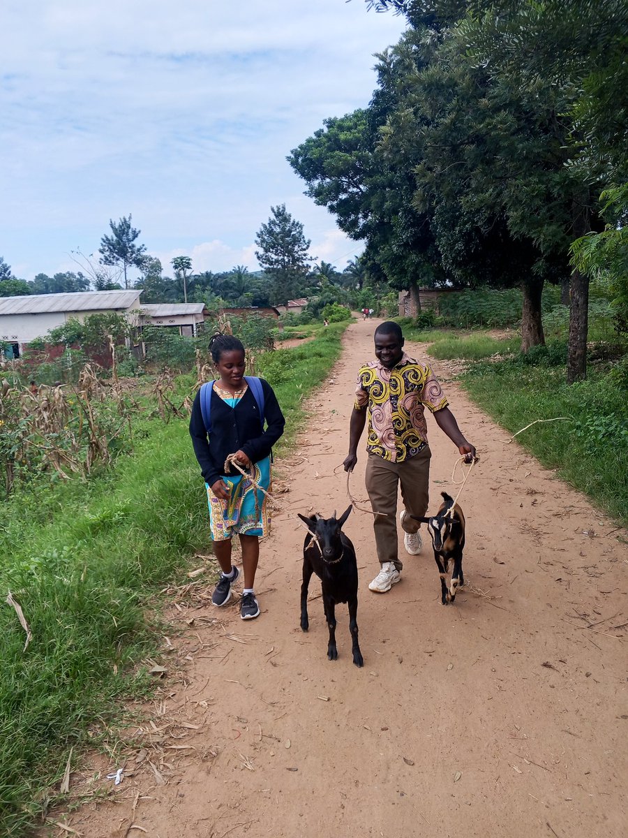 Uyd_burundi's tweet photo. Meet Oscar and Nicole our Team Members who really care and passionate about the people we support.
This photo was taken during our recent goats Distribution, you can see that they were leading goats from Mitakataka to Gatura.
Thank you guys for your love and service
#UYD https://t.co/pjlApHl27R