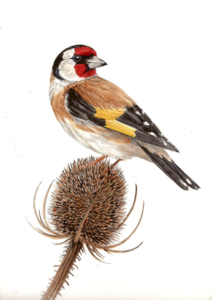 Bas Geeraets 🦉 tweet media