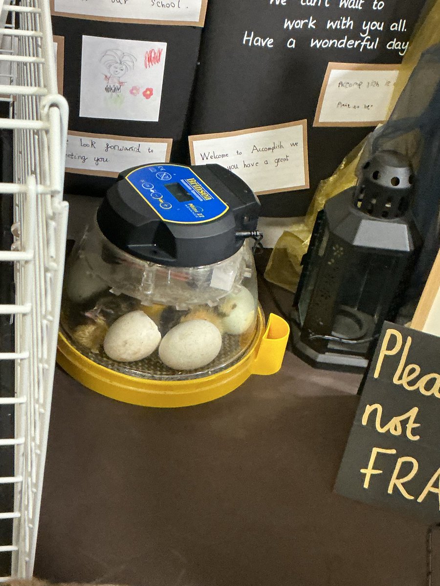 Y3Auckley's tweet image. An exciting morning at Auckley today. Our ducklings have started hatching! There was a lot of discussion and curiosity about how old they have to be to swim and what do they eat when they are so young.