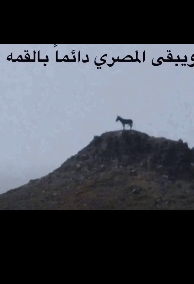 حبيب الوطن tweet media