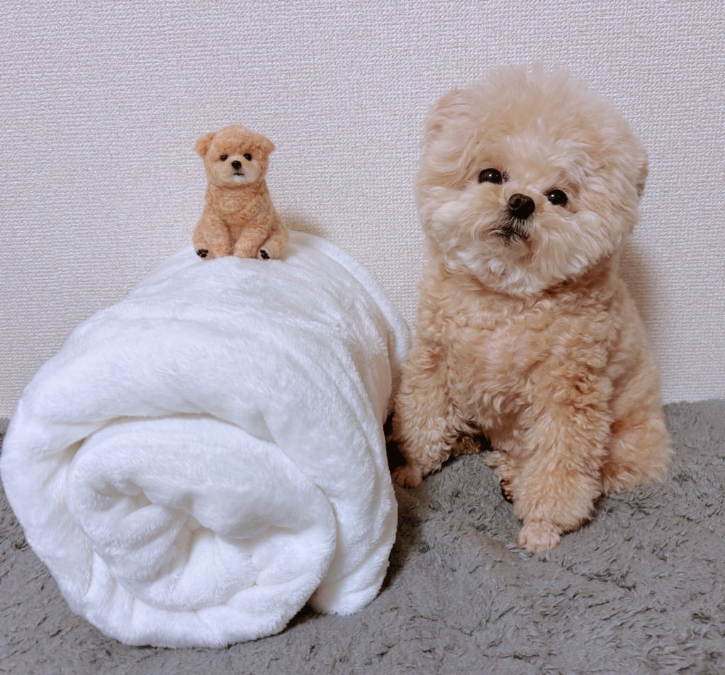 Fuwancho319's tweet photo. 早くご飯用意ちての顔🧸🧸！

#ポメプー https://t.co/uMrFl1ofUD