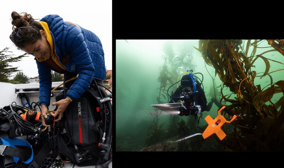 Functional Ecology tweet media