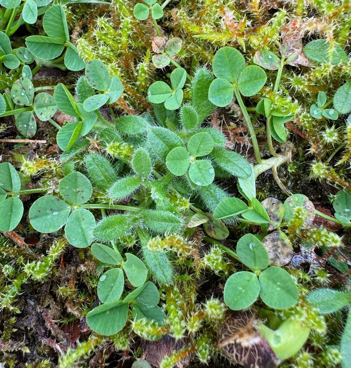 National Plant Monitoring Scheme tweet media