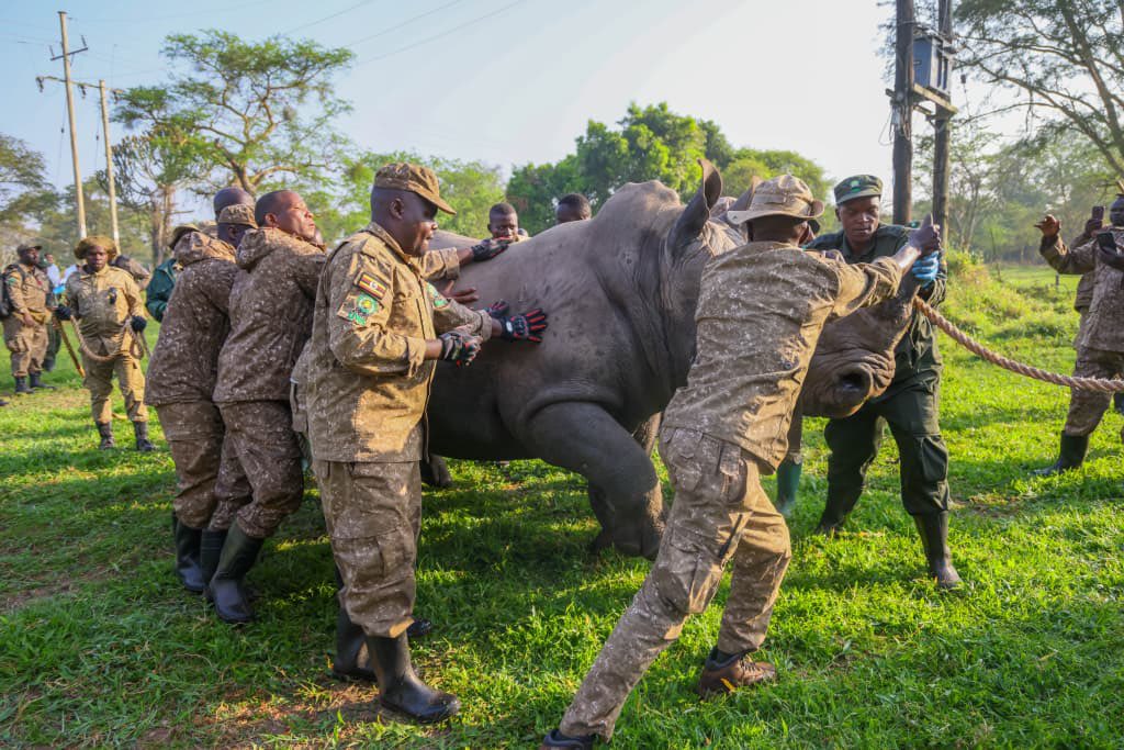 akrambanks24's tweet photo. This reintroduction strengthens not only species recovery but also
ecosystem integrity and resilience

#RhinoReintroductionKidepo https://t.co/3BuoYzpVbP