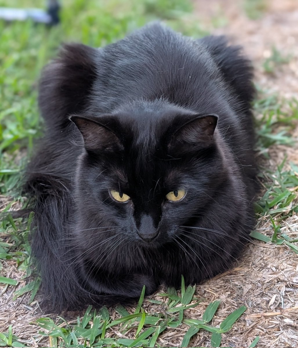 黒猫のベアモアと飼い主🇦🇺 tweet media