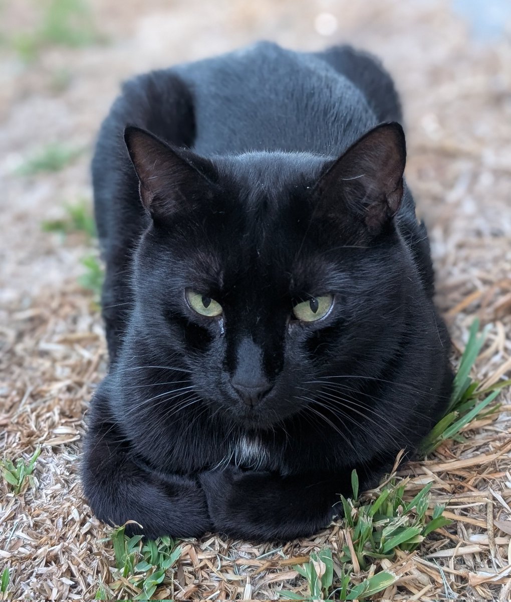 黒猫のベアモアと飼い主🇦🇺 tweet media