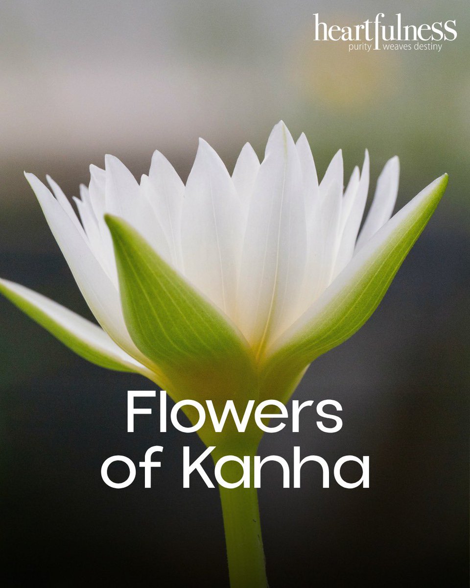 Kanha Shanti Vanam tweet media