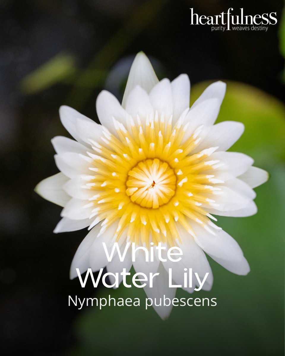 Kanha Shanti Vanam tweet media