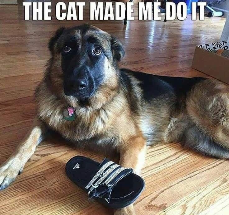 JamieFairc29036's tweet photo. The cat made me do it
#ShepherdTerritory #TeamGSD #GSDMemories #BestBuds #ShepherdDynamic #GermanShepherdusaloverrr https://t.co/41CxTKCCua