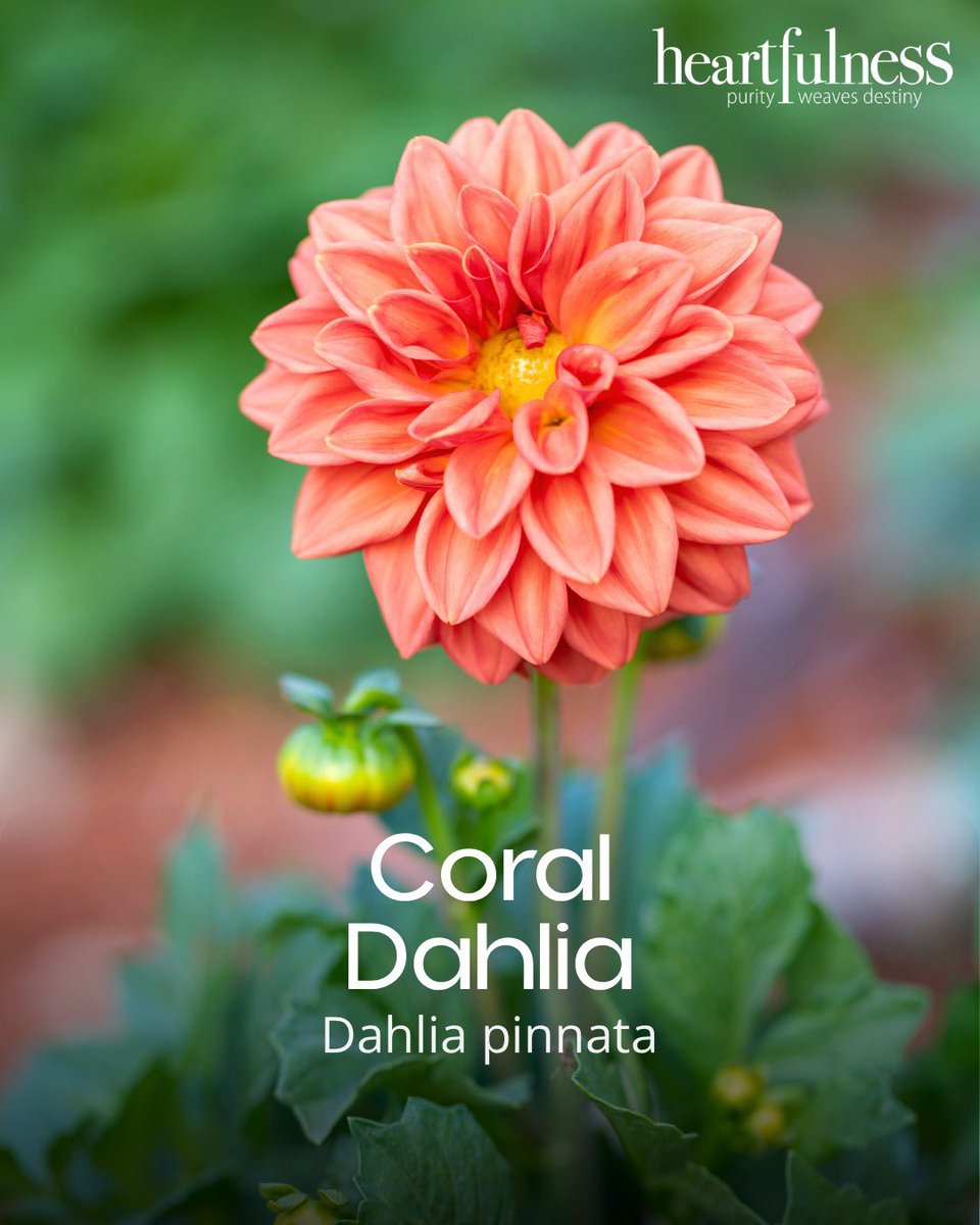 Kanha Shanti Vanam tweet media