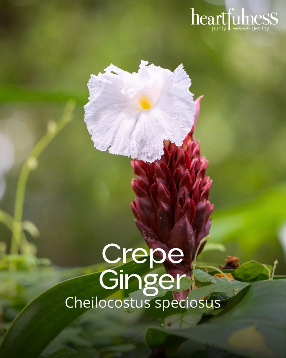 Kanha Shanti Vanam tweet media