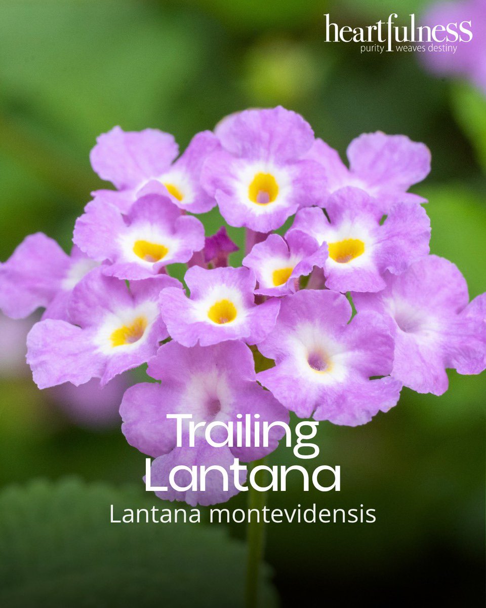 Kanha Shanti Vanam tweet media