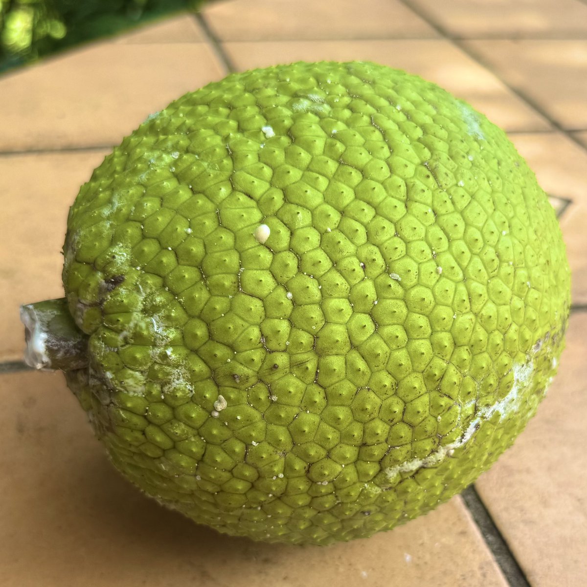 kakafruits's tweet photo. パンの木。

でも味は、パンじゃない。

パンノキ。

ずんぐりとした緑の果実。
一見すると、果物というより野菜のような見た目。

この実を加熱して食べると、
まるでジャガイモ。

ほくほくとしていて、
柔らかい食感。

個体によっては、
甘くないサツマイモのようにも感じます。

名前から想像する「パンの味」とは、
少しちがう。

でもだからこそ、
主食として人々を支えてきたのがよくわかる味。

パンノキはたくさんの実をつけ、
熱帯地域では重要な食料として利用されてきました。

大航海時代には、
この木を運ぶための航海まで行われています。

有名なバウンティ号事件では、
船員の生活よりもパンノキの苗が優先されたとも言われています。

それほどまでに価値のある植物だった果物。

派手ではないけれど、人の暮らしを支えてきた果実。

見た目は野菜？名前はパン。
でも味はジャガイモ。

このギャップもまた、パンノキの面白さです。

あなたはこの実、
どんな味を想像しますか？