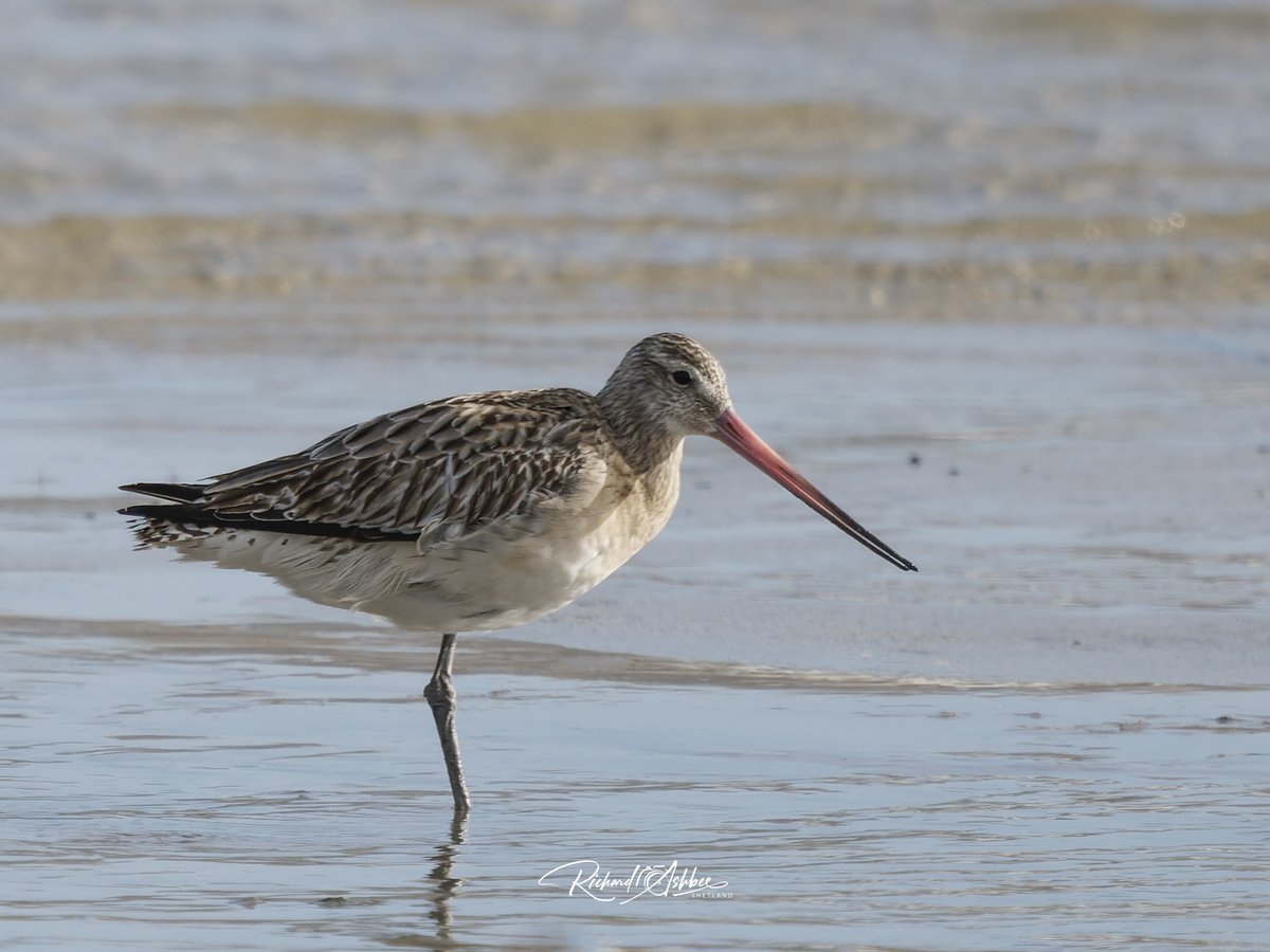 ashbee_richard's tweet photo. One legged Bar Tailed Godwit - Shetland https://t.co/ZIwYaeHayf