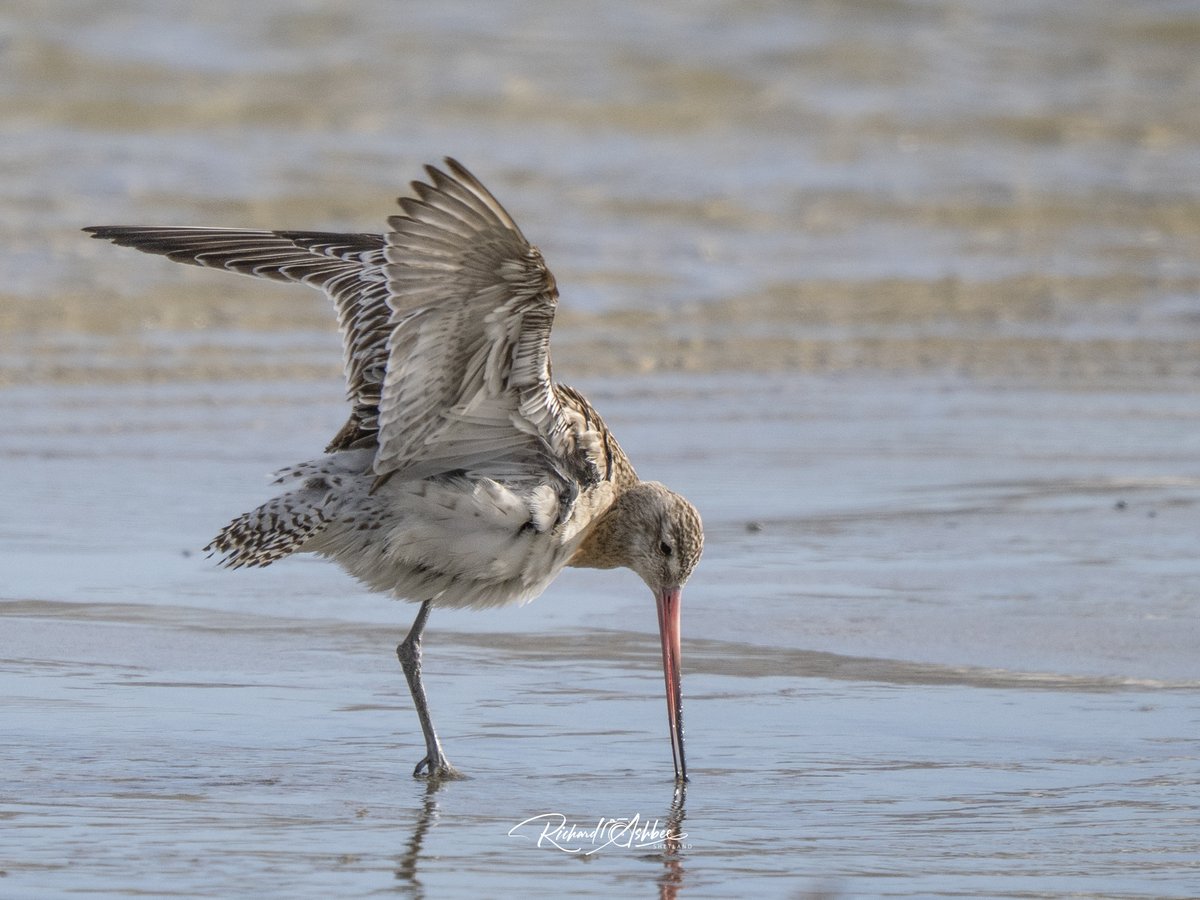 ashbee_richard's tweet photo. One legged Bar Tailed Godwit - Shetland https://t.co/ZIwYaeHayf