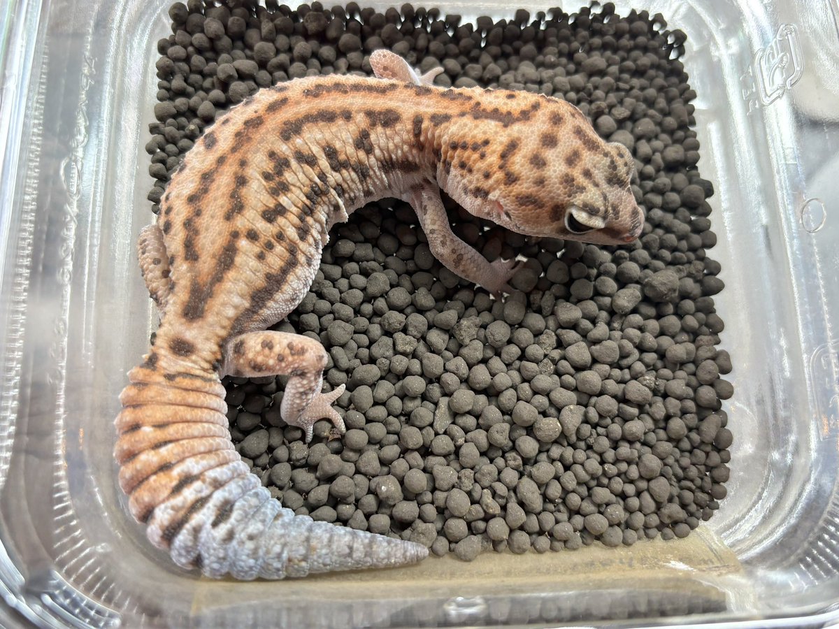 ジュニア(Gecko Jr.) tweet media