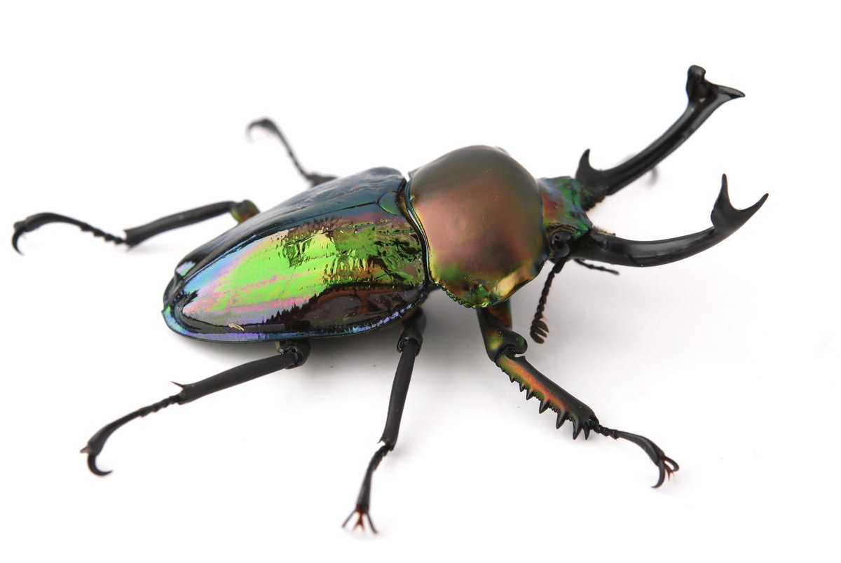 セルヴォラン tweet media