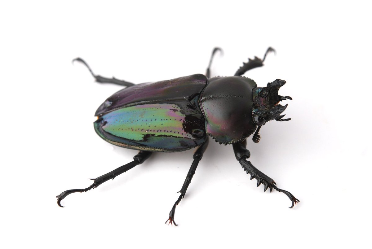 セルヴォラン tweet media