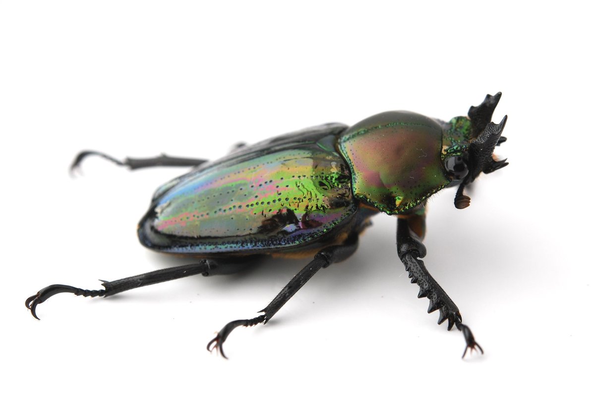 セルヴォラン tweet media