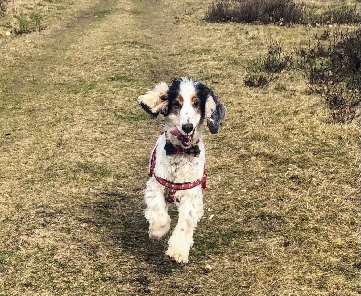 Layla and Teddy tweet media