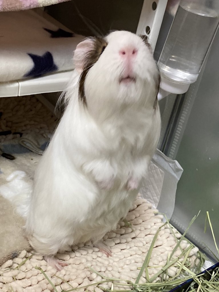 ﾓﾙﾃｯｼﾓ tweet media