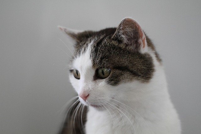 Joel Karlsson tweet media