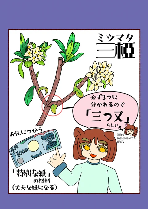 【三椏(みつまた)】
紙幣に使う紙は特別な紙!!
普通の紙だとすぐ破れるからね 
うっかり洗濯しても大丈夫な紙を使うよ

材料も特別。
枝が「必ず3つに分かれる」木を使う
その名もみつまた。 