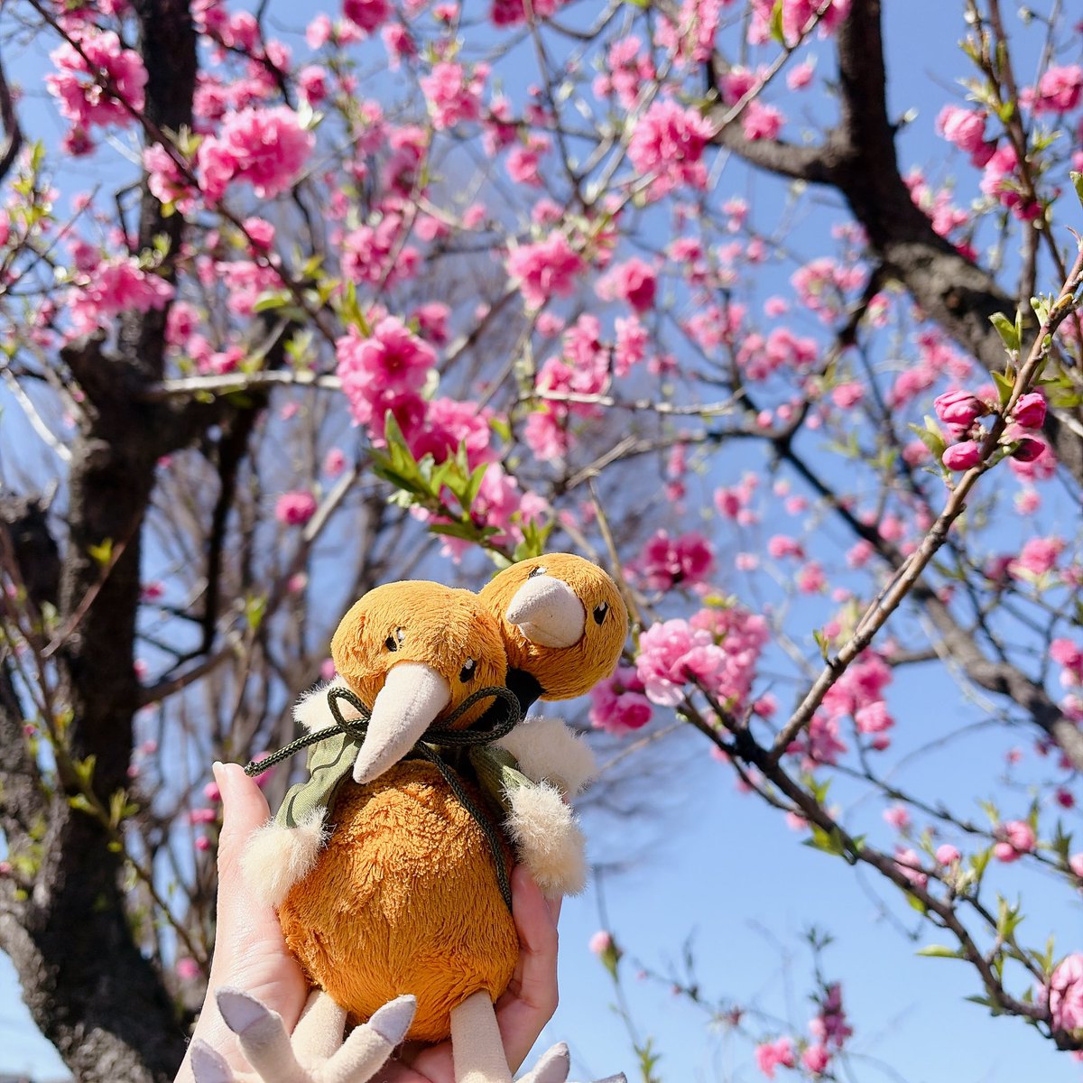 ひきこもドードー tweet media