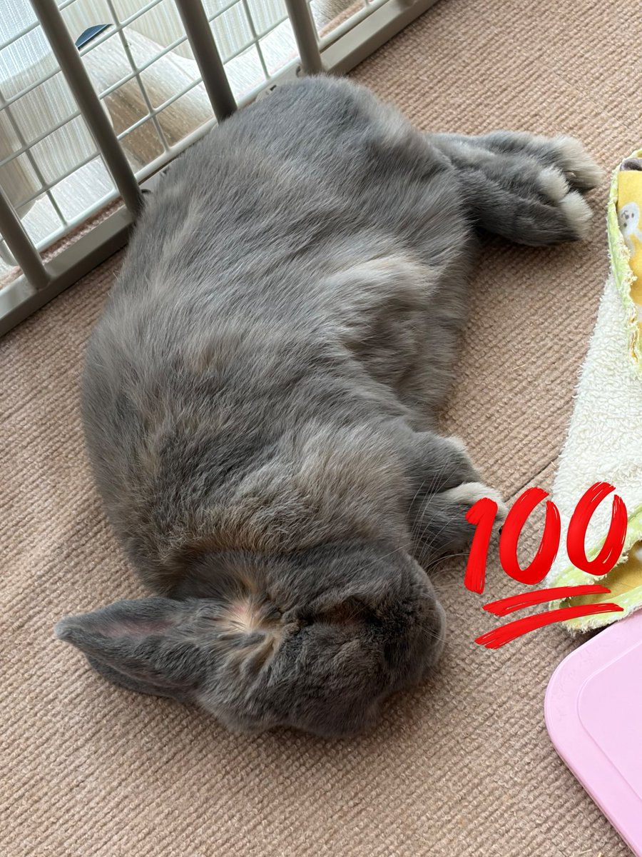 うさぎのりつ tweet media