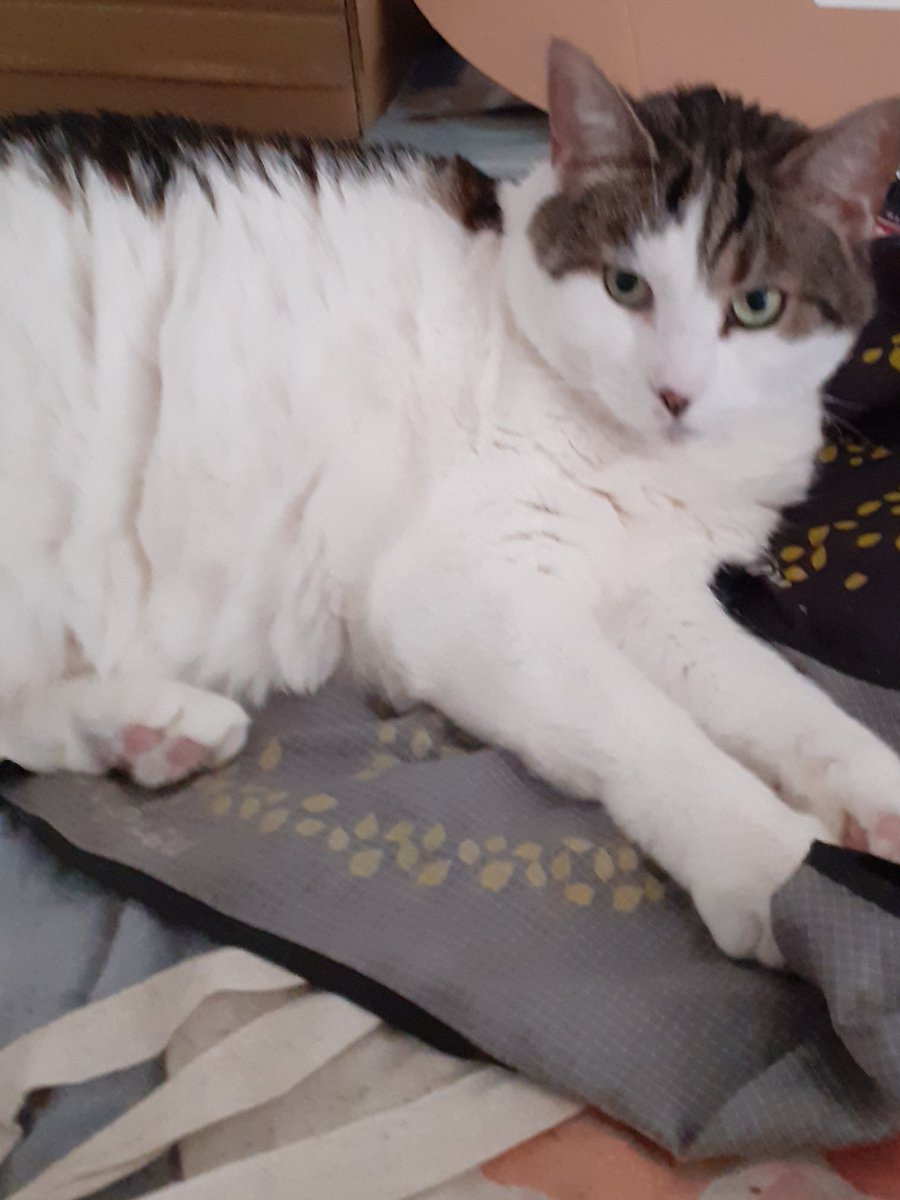 Look at this beautiful girl Vicky relaxing in her fave spot...we love her soo much 😍🥰😘😻🩷  #CatsOnTwitter  #CatsOnX  #catlover #Catlovers