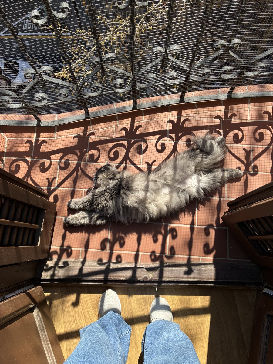 rafatanga's tweet photo. espero nascer um gato na outra vida https://t.co/9Fz2185rVj