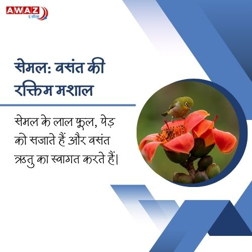 AwazTheVoiceHin's tweet image. सेमल: साहित्य और संस्कृति का प्रतीक 

#Semal #Literature #Culture #Nature #Symbolism