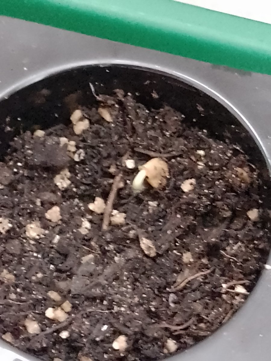 Metzfits84's tweet photo. @BenVanheems I'm still a beginner. Last year I tried growing sweet peppers, but it took months to germinate so I only ended up with foliage before autumn came. I was so disappointed! This year I am trying again after treating myself to a heat mat. Is this a sweet pepper sprout? https://t.co/wCxzDbvM9X