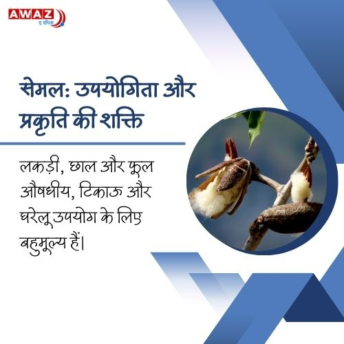 AwazTheVoiceHin's tweet image. सेमल: साहित्य और संस्कृति का प्रतीक 

#Semal #Literature #Culture #Nature #Symbolism