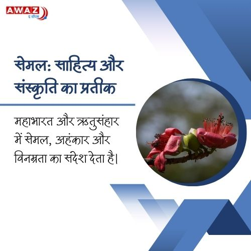 AwazTheVoiceHin's tweet image. सेमल: साहित्य और संस्कृति का प्रतीक 

#Semal #Literature #Culture #Nature #Symbolism