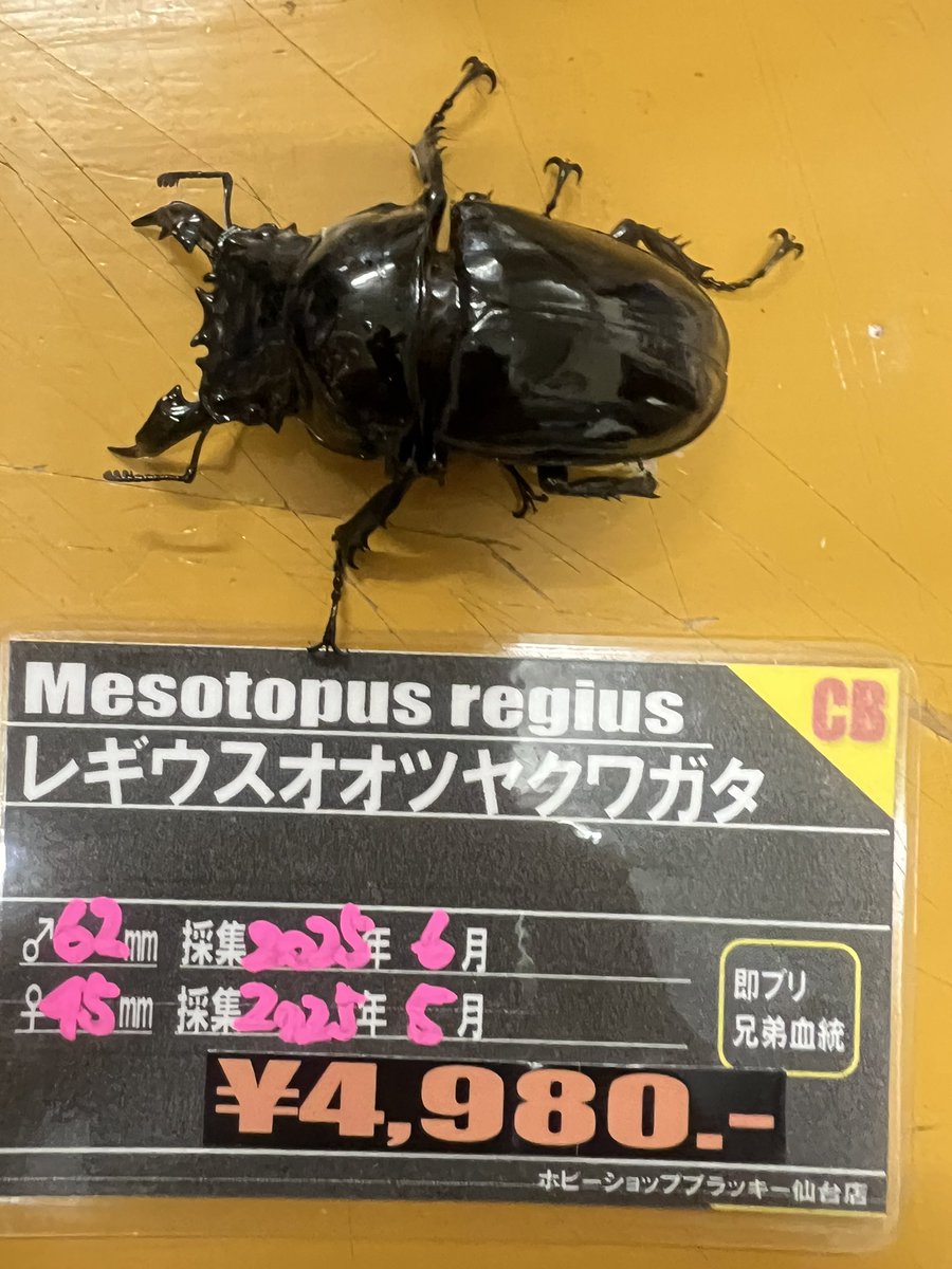 ブラッキー　クワカブ専門店 tweet media