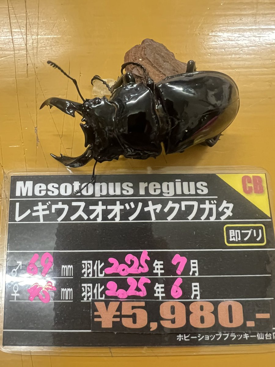 ブラッキー　クワカブ専門店 tweet media