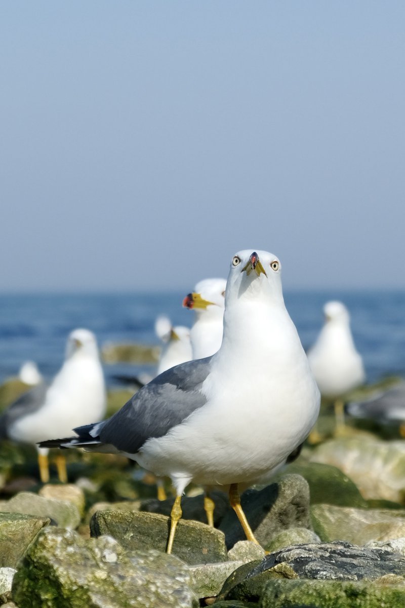 C21_Odyssey's tweet image. 这个季节有更多种类的海鸥从外地迁徙过来，可爱又生机勃勃的样子😍
#seagull #seaside 
-